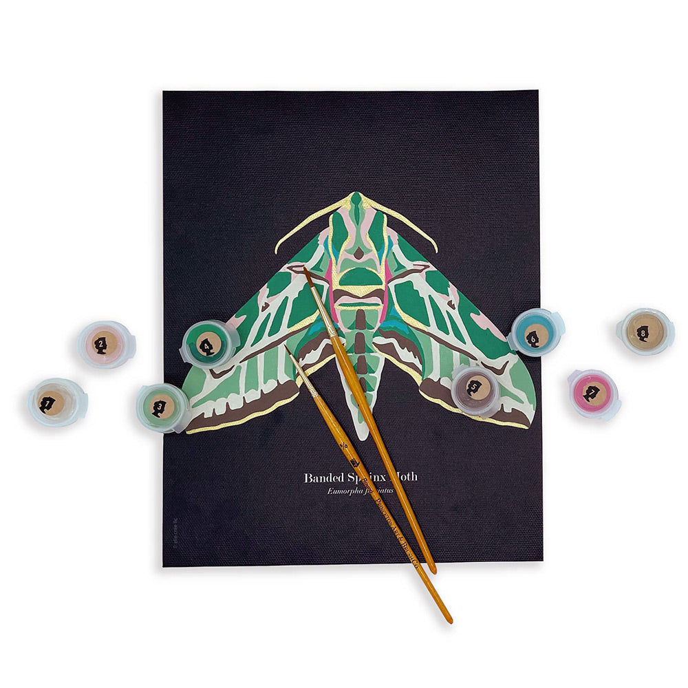 Banded Sphinx Moth | 8x10 paint-by-number kit