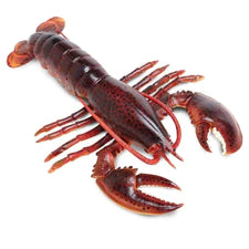 Sea Life