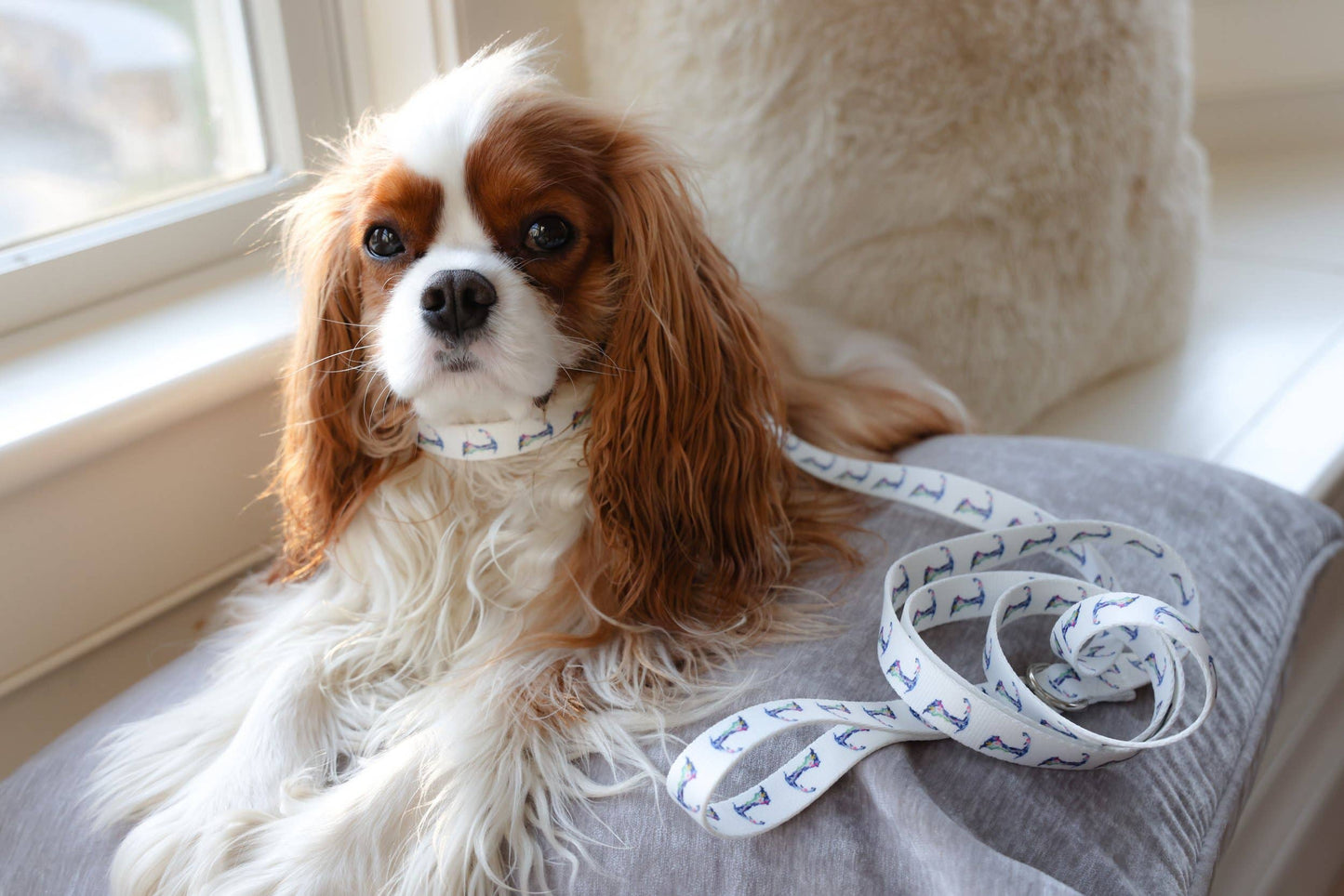 Cape Cod Dog Collar: M/L