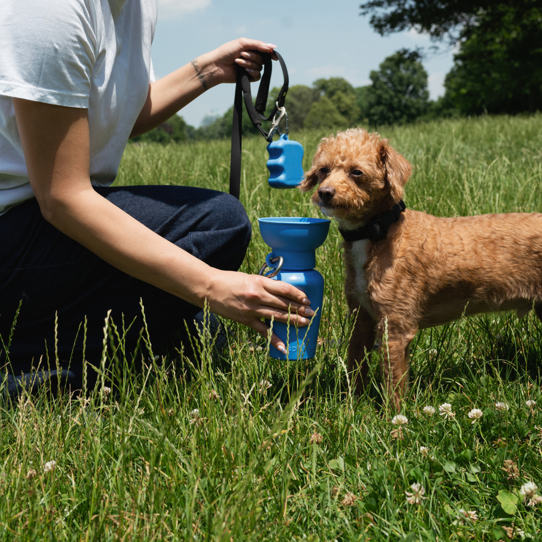 The Dog Essentials Set