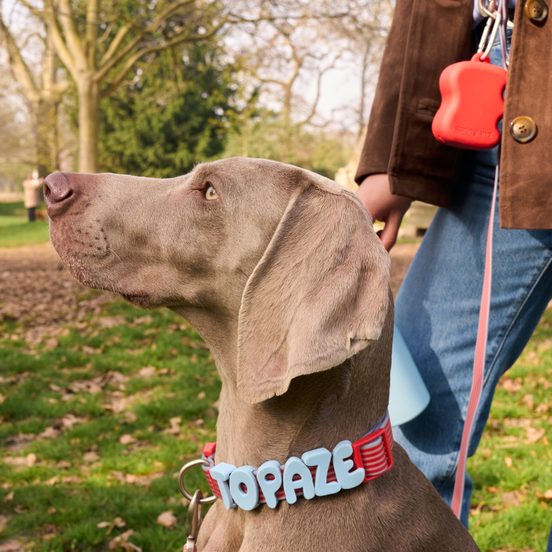 The Silicone Dog Treat Dispenser