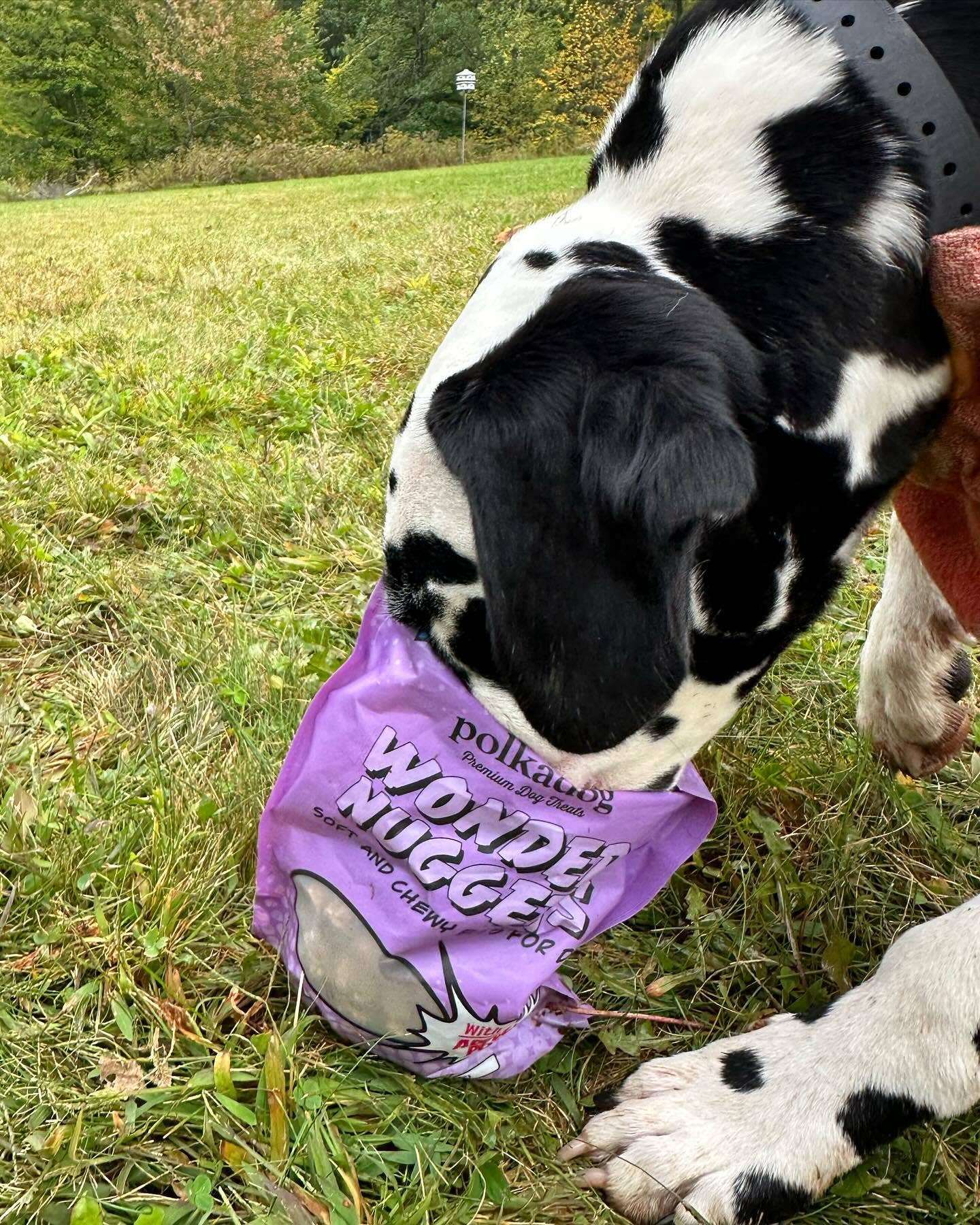 Wonder Nuggets, Pork & Apple - 10oz - Dog Treats