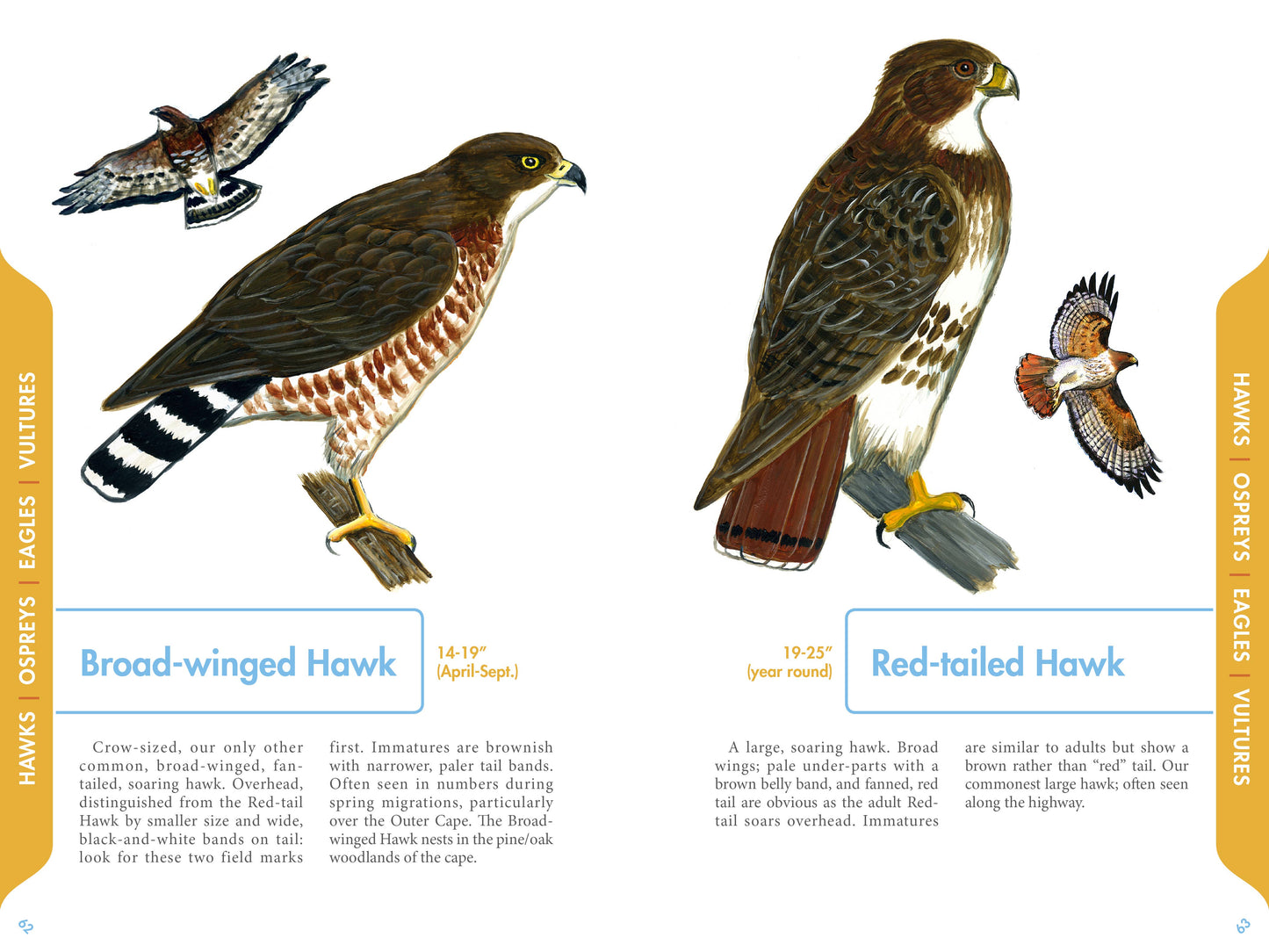 An Illustrated Guide to the Common Birds of Cape Cod