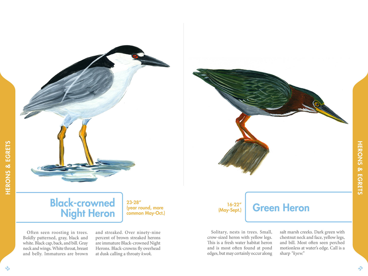 An Illustrated Guide to the Common Birds of Cape Cod