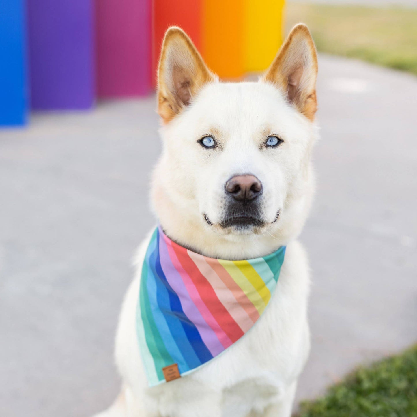 Over the Rainbow Dog Bandana