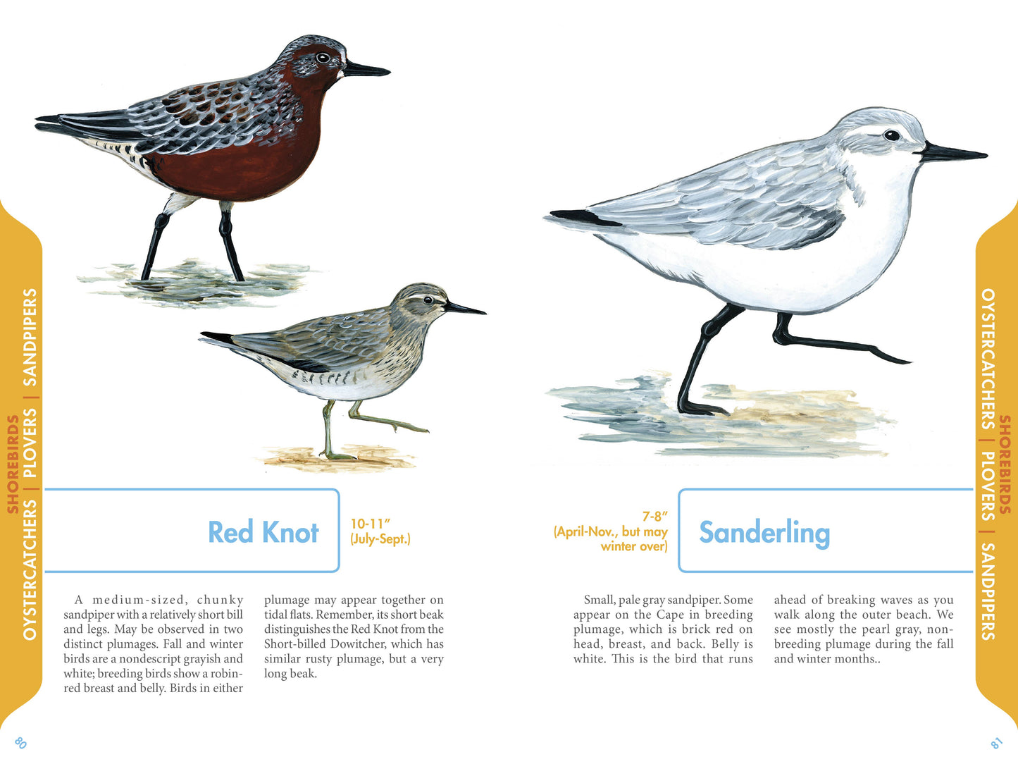 An Illustrated Guide to the Common Birds of Cape Cod