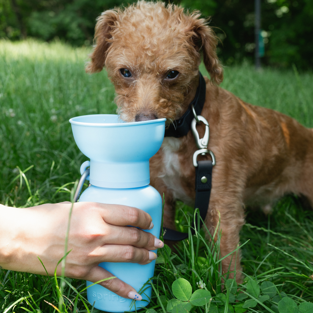 Dog Travel Water Bottle, 20oz, Flip Silicone (Mixed 12 Pack): Mixed (12 Pack)