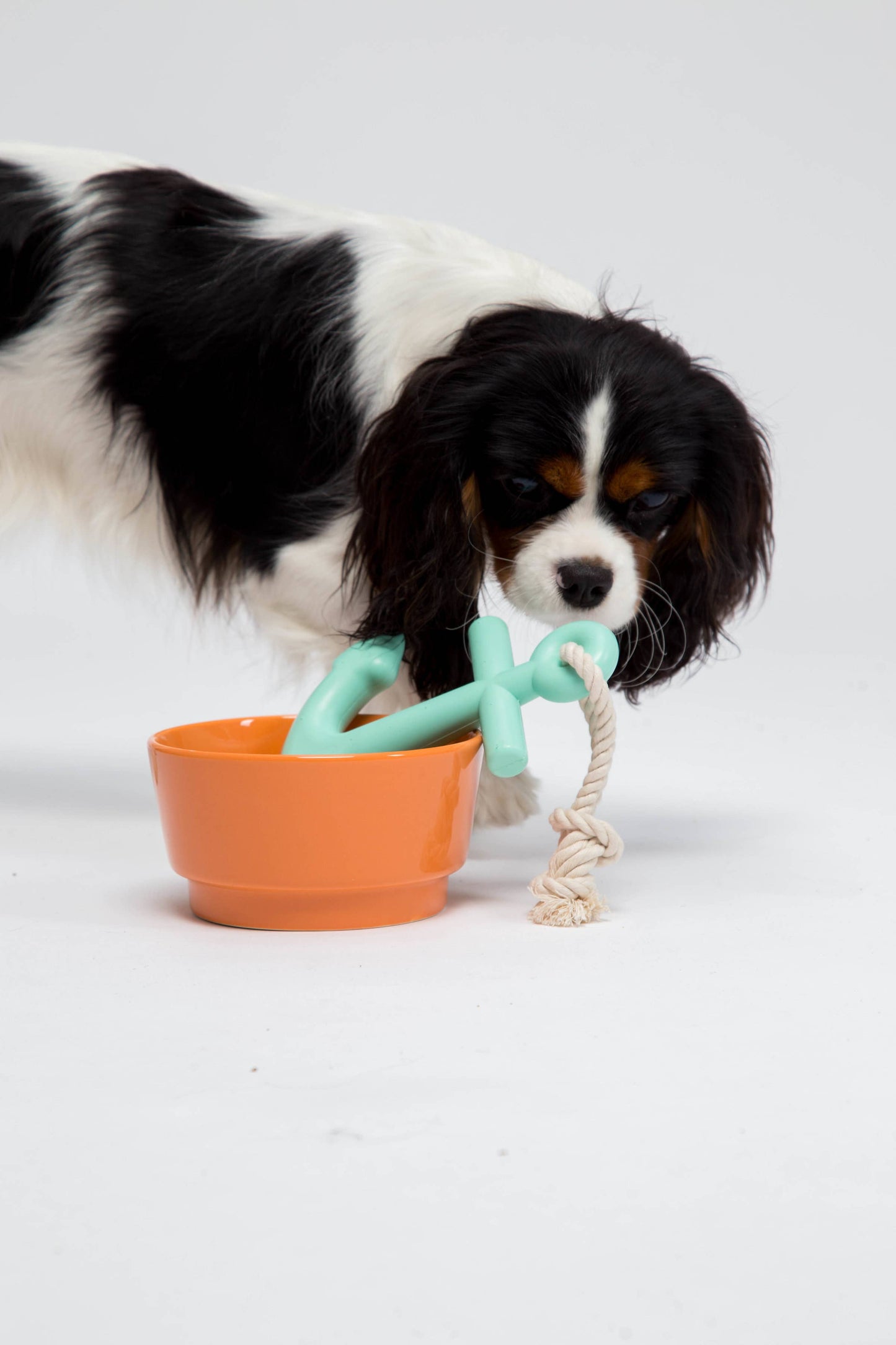 Anchors Aweigh Rubber Dog Toy: Mint / Small