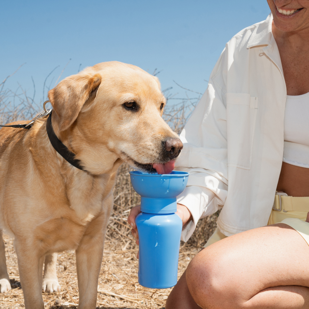 Dog Travel Water Bottle, 20oz, Flip Silicone (Mixed 12 Pack): Mixed (12 Pack)