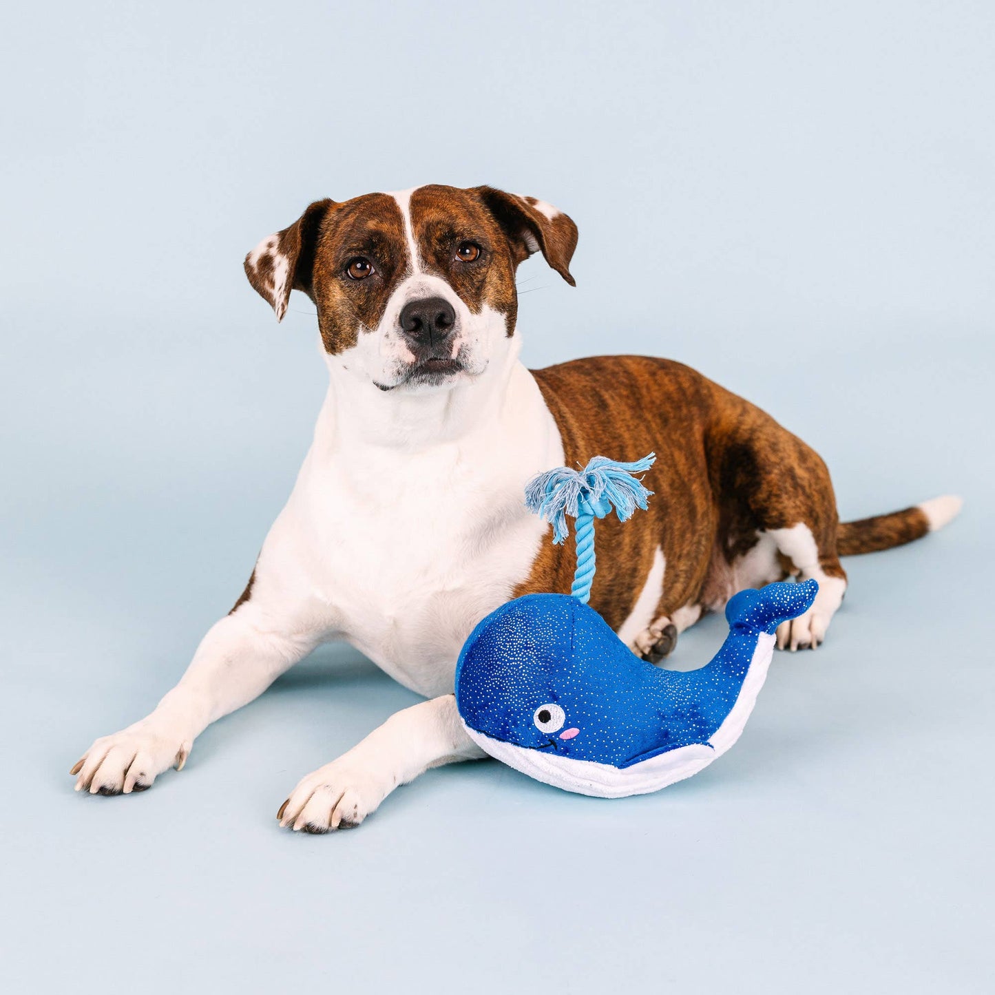 WHALE, HELLO THERE PLUSH DOG TOY
