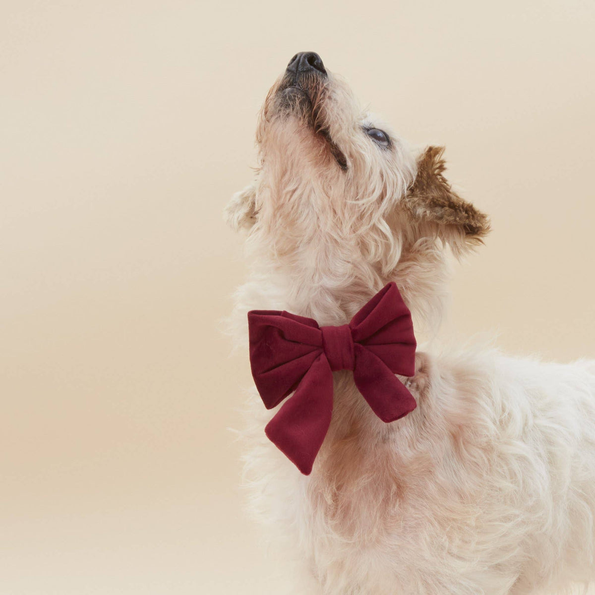 Burgundy Velvet Lady Dog Bow