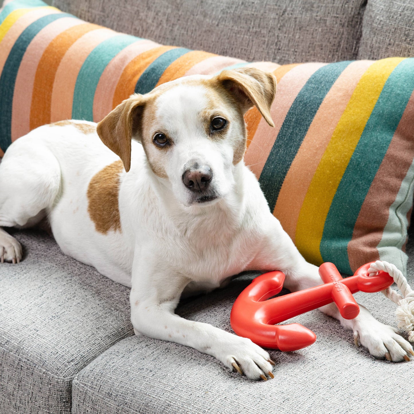 Anchors Aweigh Rubber Dog Toy: Cherry / Large