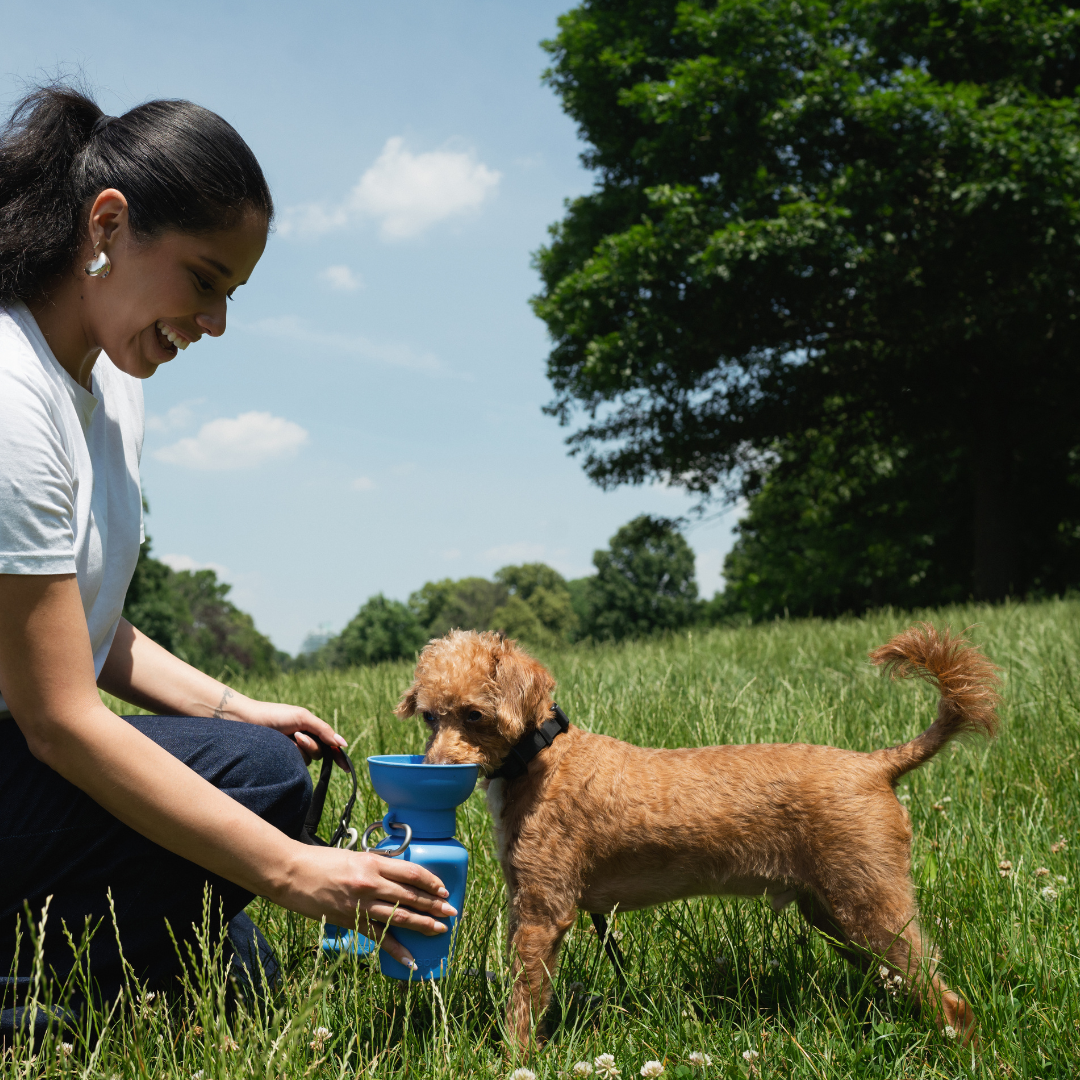 Dog Travel Water Bottle, 20oz, Flip Silicone (Mixed 12 Pack): Mixed (12 Pack)