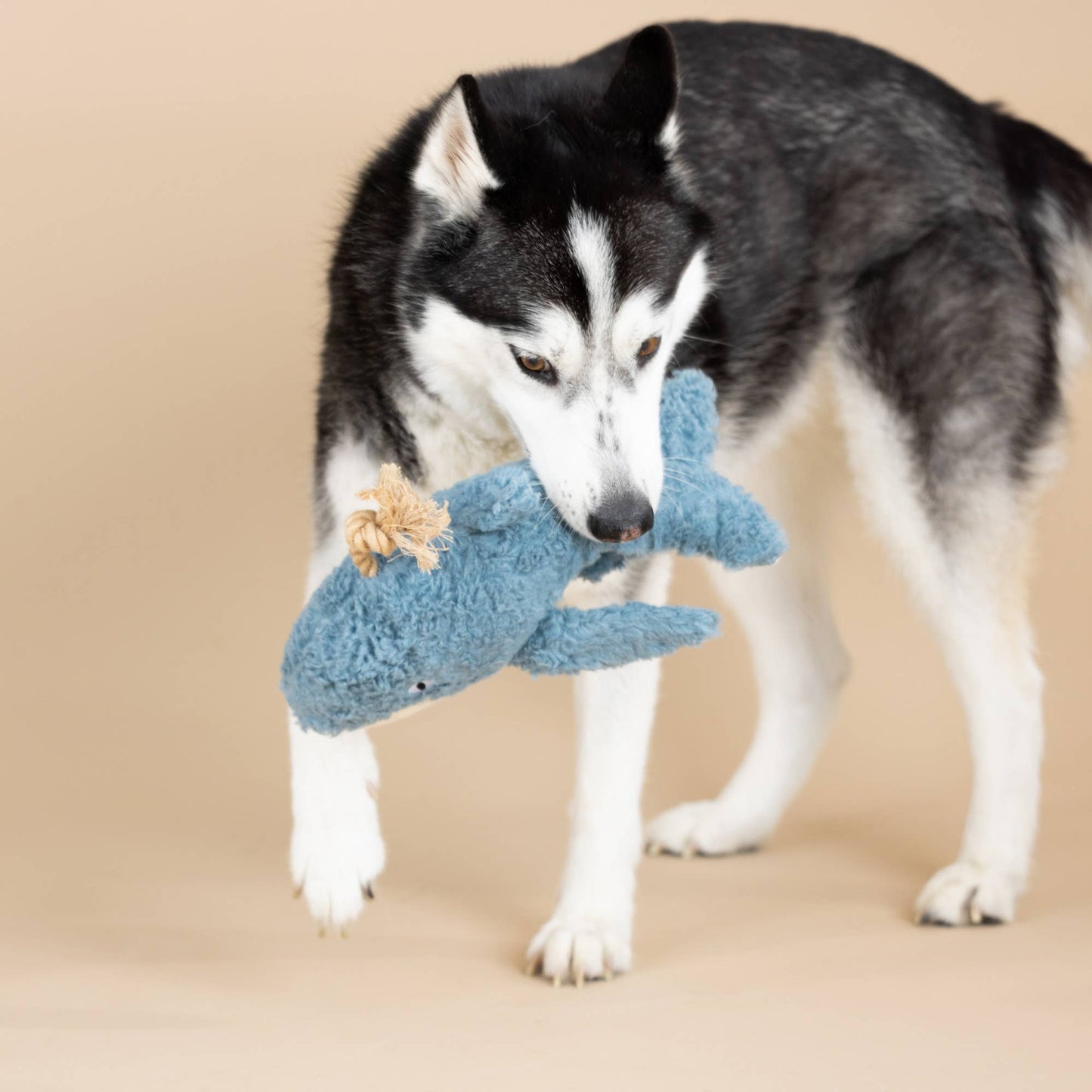 OH WHALE EARTH FRIENDLY DOG TOY
