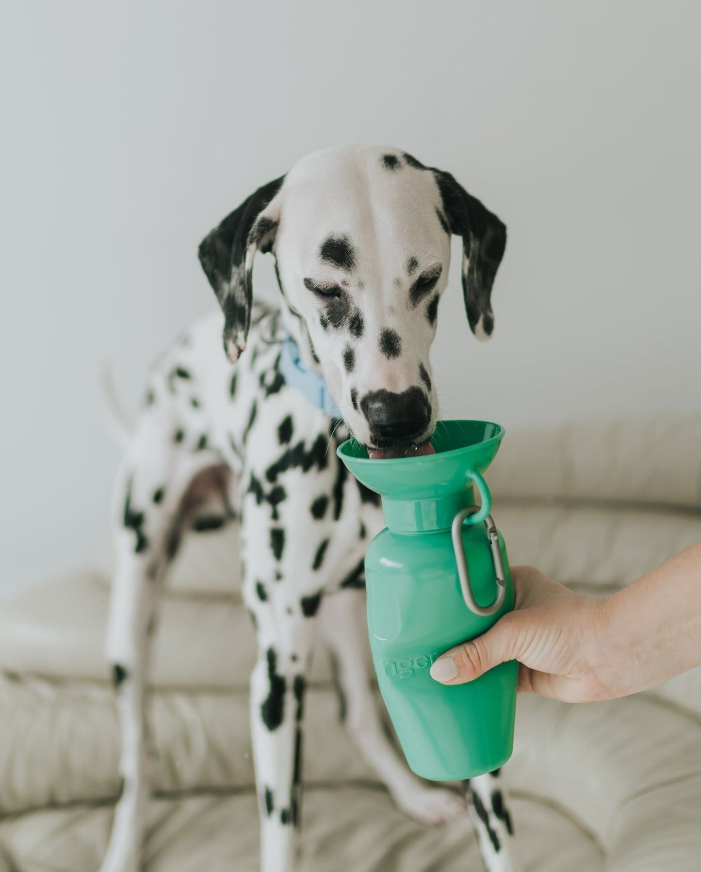 22oz Original Springer Dog Travel Water Bottle