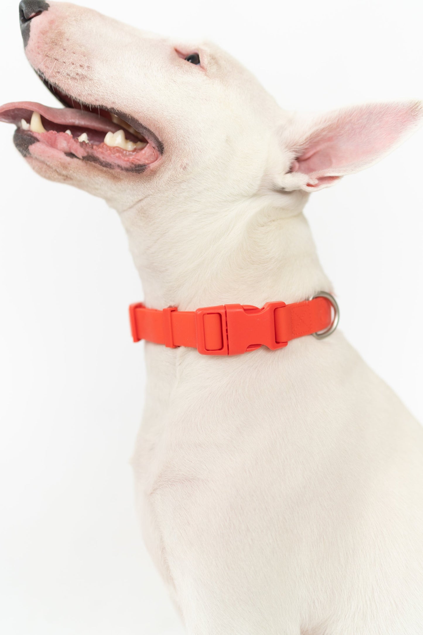 The Dog Collar
