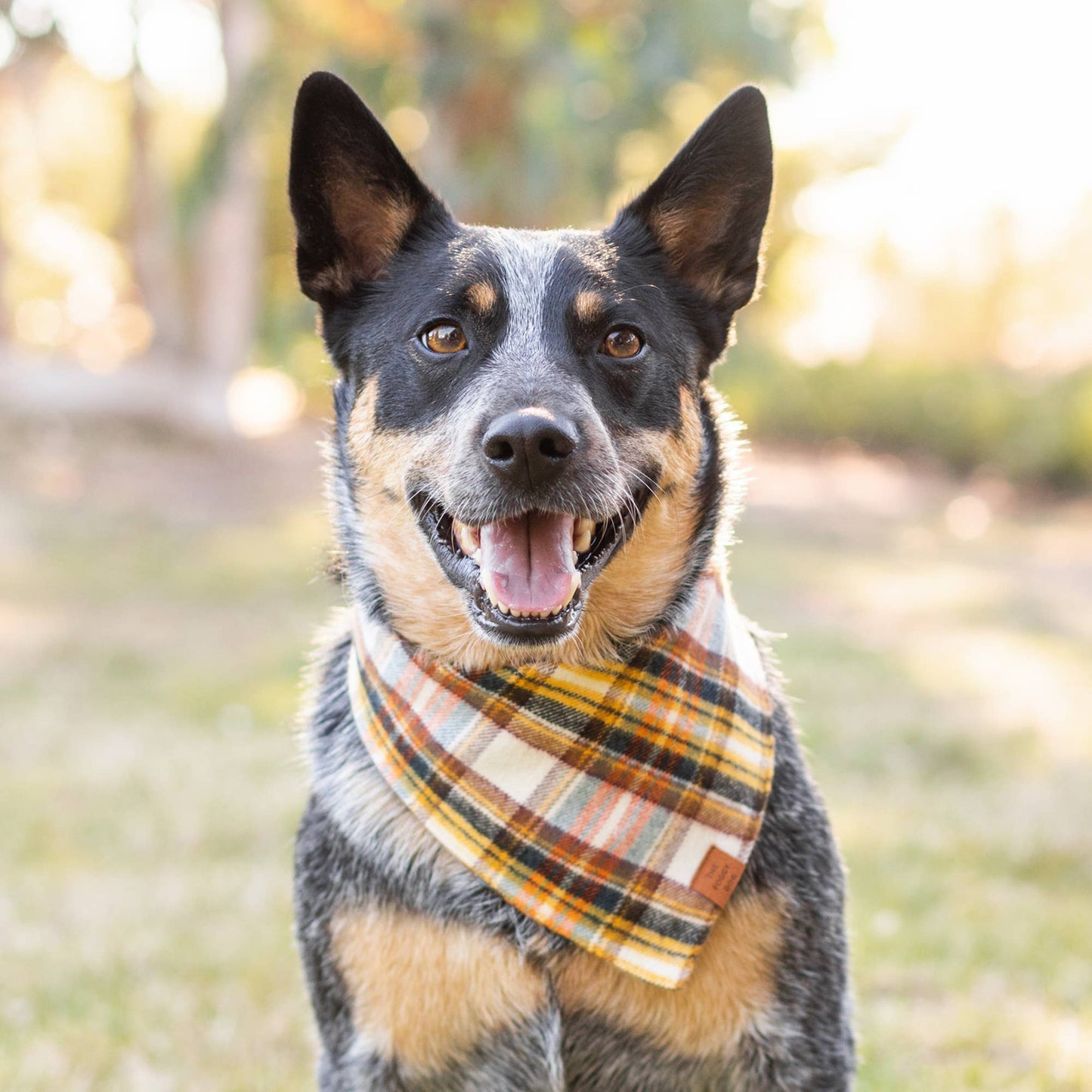 Cornucopia Flannel Fall Dog Bandana: Large