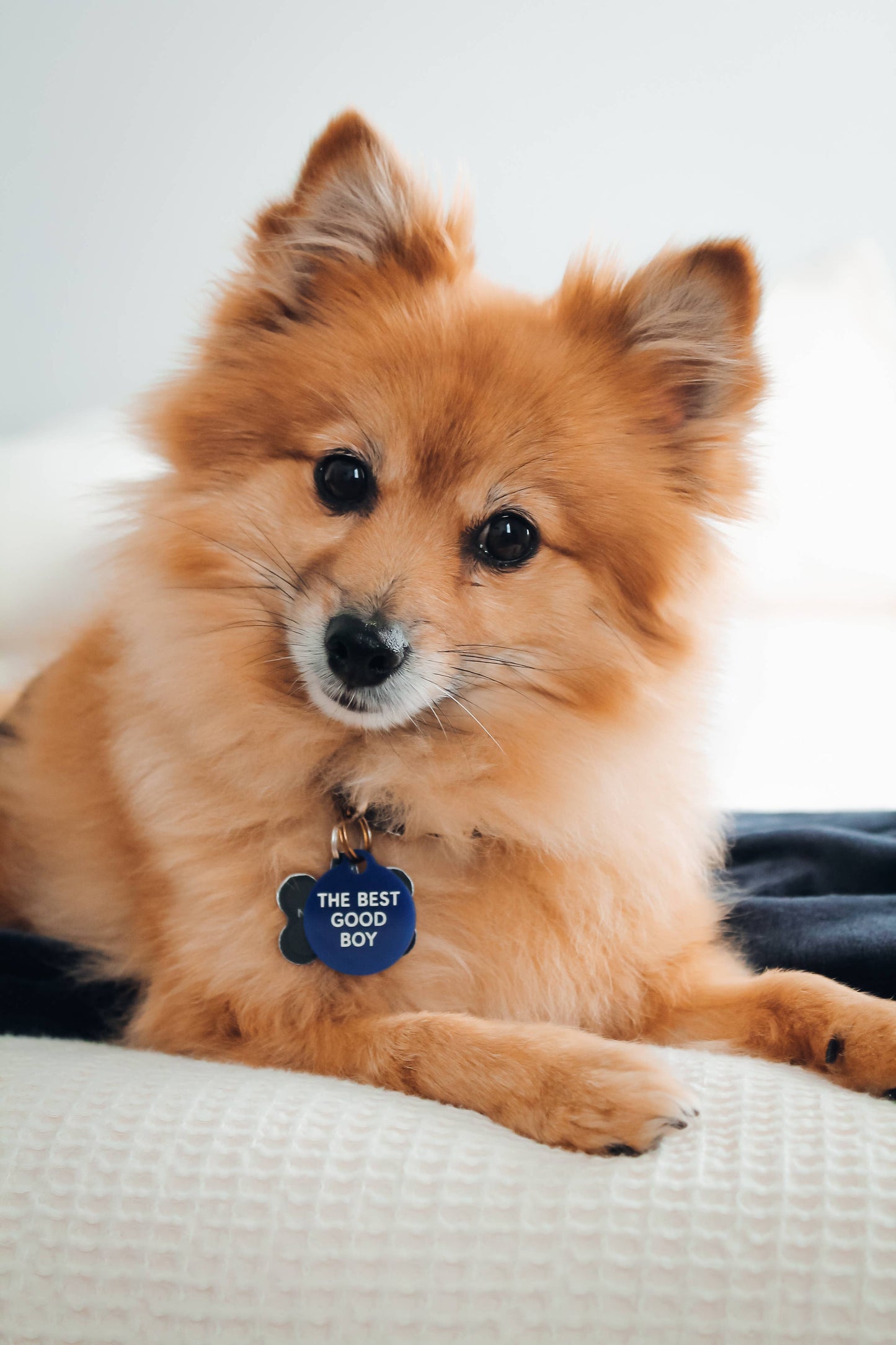 The Best Good Boy Pet Tag: Top-Grain Leather