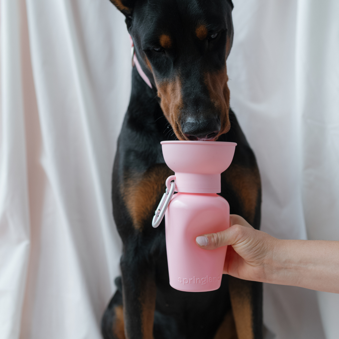 20oz Flip Springer Dog Travel Water Bottle