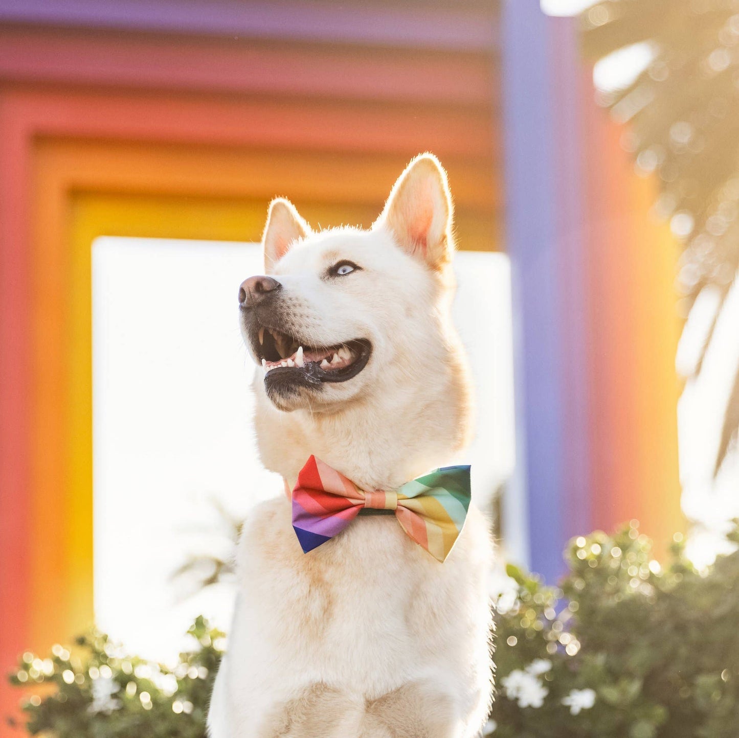 Over the Rainbow Dog Bow Tie