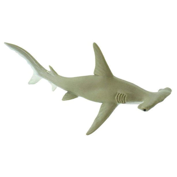 Sea Life
