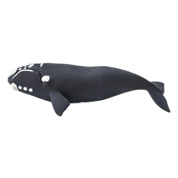 Sea Life